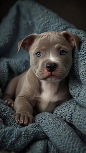 Blue/Grey Pitbull Glow Up: Puppy to Adult Transformation in 18 Seconds! 🐾💪
