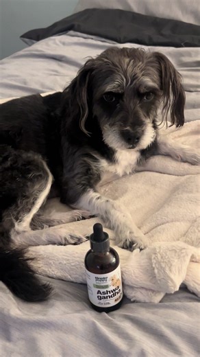 Is your dog anxious or easily stressed? Discover a natural solution that soothes sensitive pups. Forever Puppy's Ashwagandha Drops uses a plant-based tincture to calm dogs through their natural root formula. The liquid form skips chewy treats and is easy to administer. Mildly sweet taste and vegan-friendly ingredients make it suitable for all breeds and life stages, crafted in the USA for safety. Tap 'Shop Now' to help your dog relax on demand.