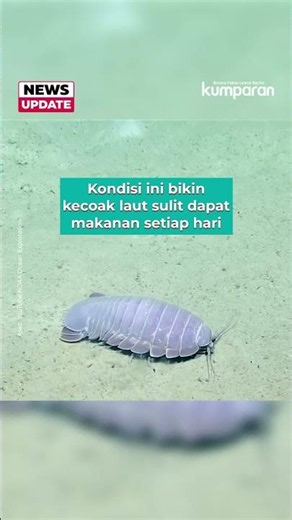 Kecoak Laut Raksasa Bisa Hidup 5 Tahun Lebih Tanpa Makan