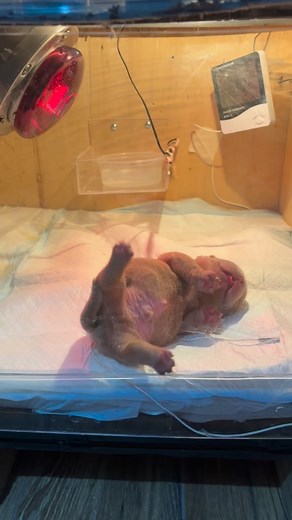 75 reactions · 5 comments | Micro bullie puppy 殺 | American Bully & Exotic Universe | Facebook