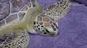 Green sea turtle back in ocean thanks to Brevard Zoo