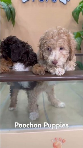 Poochon puppy – a delightful blend of Poodle and Bichon Frise that's sure to bring joy!