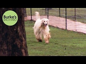 Burke's Backyard, Afghan Hound Road Test