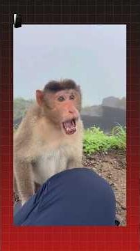 Fearless Man vs Monkey | Monkey Gives Up After Hilarious Standoff