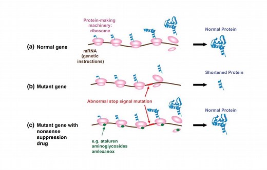 Nonsense suppression therapy - Gene Vision
