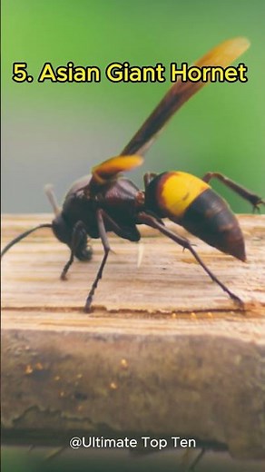 🔥 Top 10 MOST DANGEROUS Insects in the World! 🐜 (You Won’t Believe #7!) 🚨 #top10 #animalintelligence