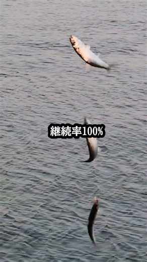 もう止まらない。無限イワシ開幕
