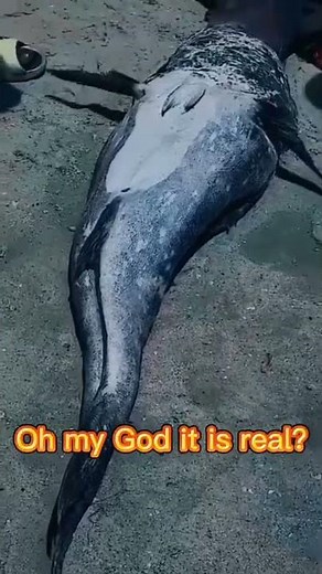 #shortvideo+Real life mermaid caught in south African
