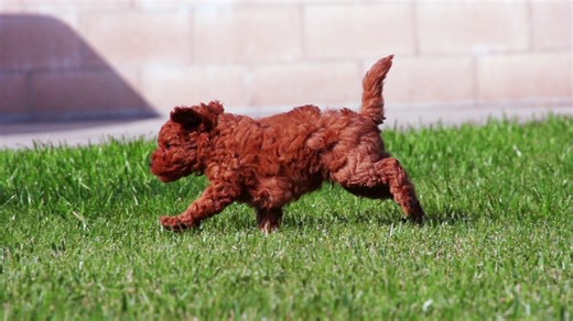 Watch these fluffy little poodles bounce, chase, and tumble in the cutest slow-motion playtime ever 😍🎥 Every wiggle, every hop — pure happiness and endless cuteness! 💛🐾 If you love playful puppy moments, don’t forget to LIKE 👍, COMMENT 💬, and SUBSCRIBE 🔔 for more adorable pet videos! #🐾 #PoodlePuppies #CutePuppies #SlowMotionPets #PuppyPlaytime #DogLovers #PoodleLove #PetVideo #FurryFriends #AdorablePets #PuppyDaily #CuteAnimals #DogShorts #LovelyPets #PuppyMoments #KawaiiPets #FluffyPoo