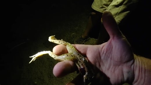 How to catch clean and cook leopard frogs from your neighborhood