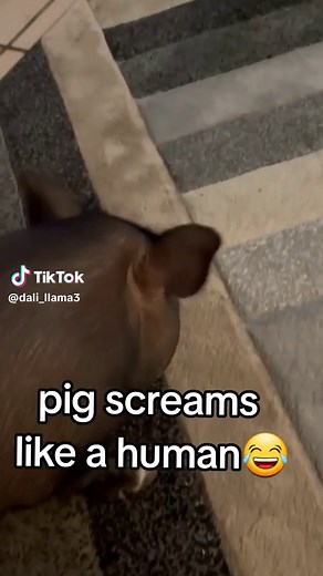 Funny Screaming Pig Sounds Compilation | Truffles the Pig Shouts