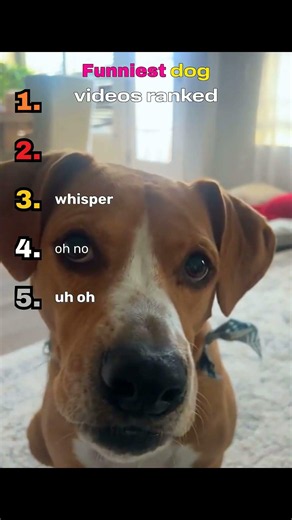 Ranking the best dog videos that'll make you laugh #funny #dog #viral