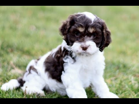 Cockapoo Puppies for Sale