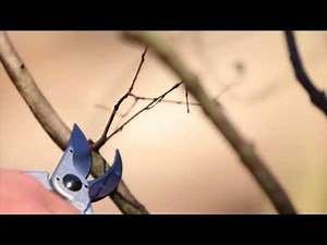 How to Prune Crepe Myrtles Correctly