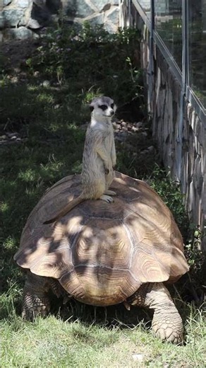 Meerkat Takes a Ride on a Tortoise || ViralHog