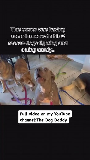 841K views · 10K reactions | Dog Daddy vs The Pack | The Dog Daddy | Facebook