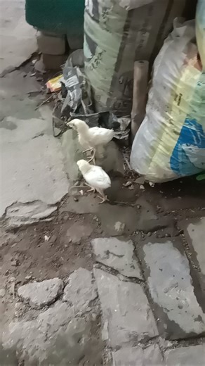 টুরু লাভ 💓💓💗💗❣️❣️❤️❤️ কত ভালোবাসা দুজনার মধ্যে ♥️♥️♥️♥️🙈🙈😱😱😂😂