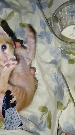 Lemoo paling gak mau di pegang Kecuali di lagi minum susu🥹 | Vlog Nor