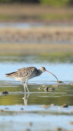 BirdLife Australia | Send this to someone who is as rare, unique and precious as the critically endangered Eastern Curlew 💎 #savetoondahharbour 🎥 Eastern... | Instagram