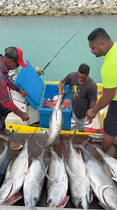 Fishing Rurutu style! This is what happens when Huahine meets Rurutu ! Big Eyed Tuna, Yellow Fin Tuna, Mahi Mahi #Rurutu #tahitilife #tunafishing Vaitu Atai | Unique Tahiti