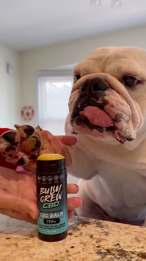 3.2K views · 144 reactions | No Filter Needed! Monday Makeover Time with Bully Crew CBD Balm.It’s the best tool to keep Minnie’s Paws Pawfect. We keep ahead of interdigital cysts by keeping her paws clean & protected with C B D Balm. Shop with Promo Code HOWARDSBUDDIES15 to save 15% on your order. Proceeds benefit our rescue buddies at New York Bully Crew too! #bulldoglove #pawlove #mondaymakeover #englishbulldoglovers #bulldogskin #pawbalm #bullycrewcbd | Baby Howard's Buddies | Facebook