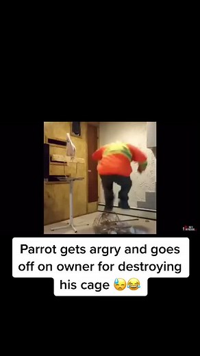 Angry Parrot Goes Off on Owner for Destroying His Cage