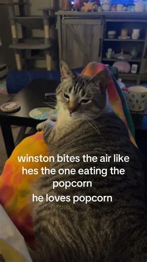 @rosiee_mj: i cannot open the bag without him doing this the entire time lol #catlovers #cat #kitten