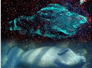 ESA's XMM-Newton Captures Manatee Nebula, Cosmic Creature Accelerating Particles From Head | SEE PIC