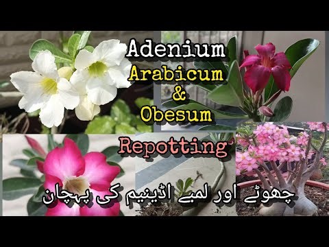 Adanium arabicum and obesum difference and repotting // Grow green 445