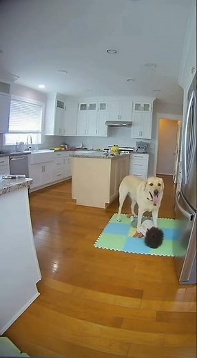 When Your Dog Can’t Stop Sliding in the Kitchen