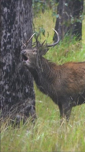 Red Deer Stag Roaring