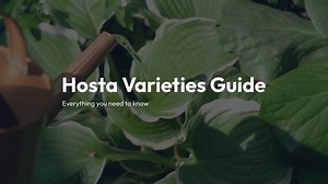 Hosta Varieties Guide