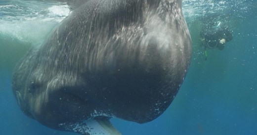 Sperm whale protection focus of marine sanctuary creation in Caribbean | 60 Minutes
