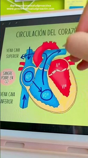 💖Recorrido de la sangre en el CORAZÓN❤️