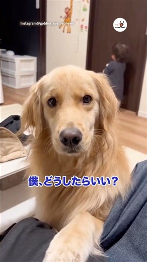 Confused Dog Reacts to Crying Child | PECO