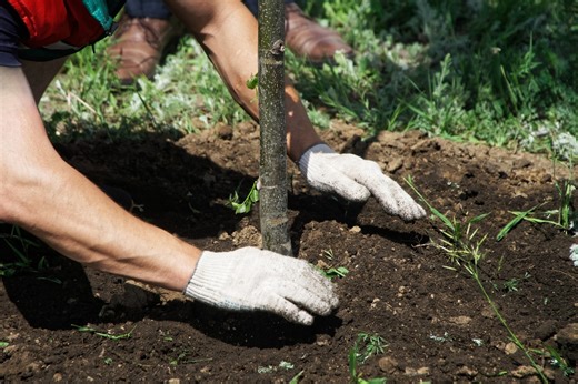 5 arbres parfaits à planter en octobre pour un jardin splendide toute l'année !