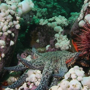 LOOK OUT! There’s a sunflower sea star coming through. 🌻 This 22-armed sea-floor dwelling predator is on the hunt. But, should the sea star feel threatened, it will shed its arms to escape, only to grow them back within a few weeks. #TimelapseTuesday | Science Channel
