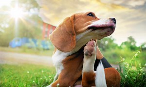 6 Reasons Your Dog Is Scratching So Much, And How To Help