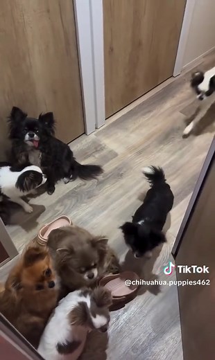Chihuahua Gang Sorted by Color: Adorable Moments