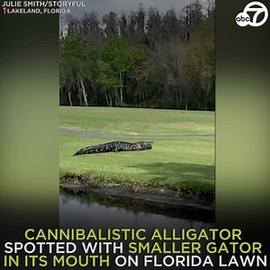 CANNIBALISTIC ALLIGATOR: A giant alligator carrying a smaller gator in its mouth stunned onlookers in Florida. Julie Smith posted video that shows the larger gator dragging the smaller reptile, locked in its snout, across a lawn. 🐊😰 https://abc7.com/ | ABC7