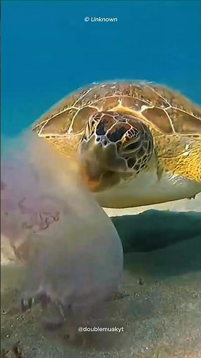 How Sea Turtles Keep the Ocean in Balance 🐢🌊