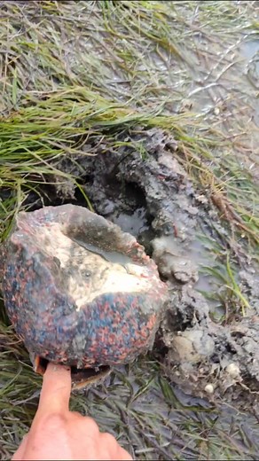 Exotic sea snails | ismail_jlaida