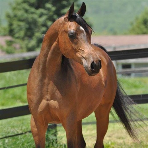 Golden View Farm & Nonnemaker Sporthorses, 8152 Allemaengel Road, New Tripoli, PA (2026)