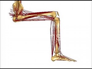 Ashworth Scale 4 Reflex Motion