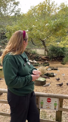 Did you know these facts about the Hamerkop in Wetland Waders? 👀 #birdworldsurrey #birdworld #ThePlayBarn #FamilyFun #visithampshire | Birdworld UK