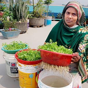 How to grow coriander plant at home roof from seeds || Best & easy method for planting | Rana Craft