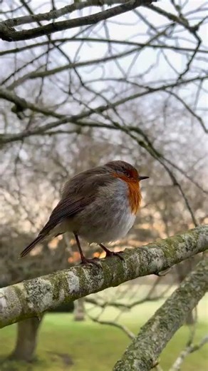 Quelle Merveille le Chant du Rouge Gorge 🧡🪶☀️💝💫