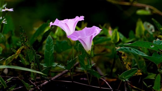 Wild Flower, Convolvulus, Wind. Free Stock Video