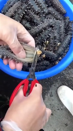 Processing sea cucumber: A nutrient-rich marine organism for traditional dishes