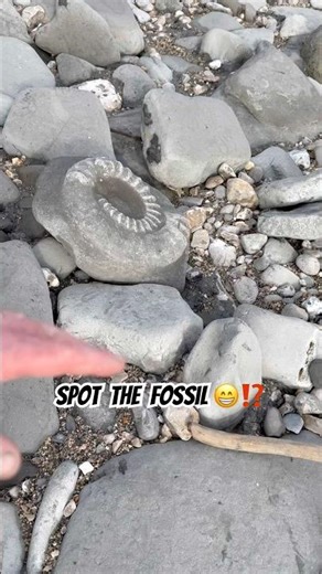 Spot the big ammonite on the beach ⁉️#beachfinds#ammonites#fossils